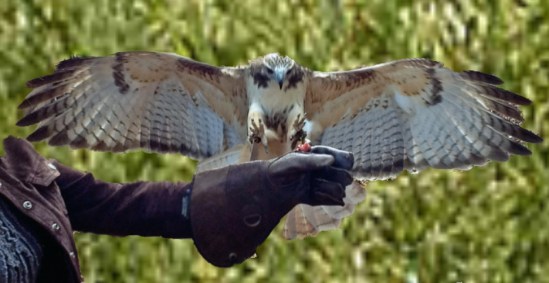 Edited Red-tail Hawk Flare