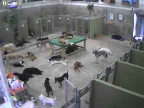 Doggy Day Care