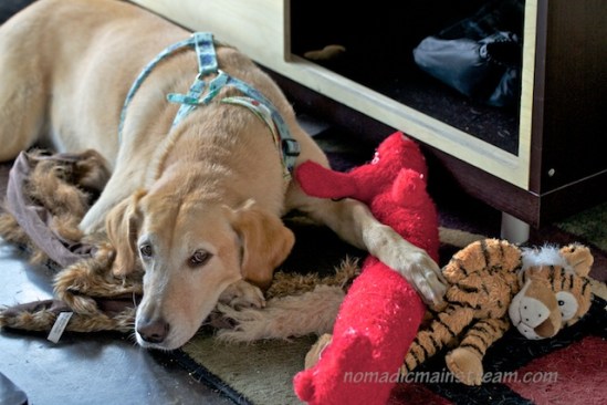 The first time Twiggy came to visit, she put Tiger in her pile