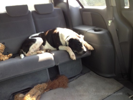 Tiger can be partially seen at the far left