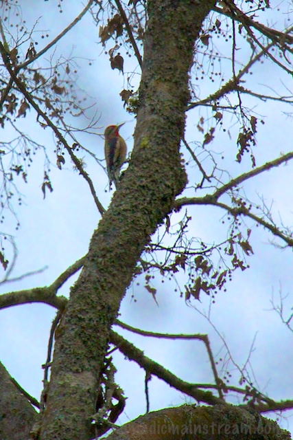 I love these birds. Just a great name.