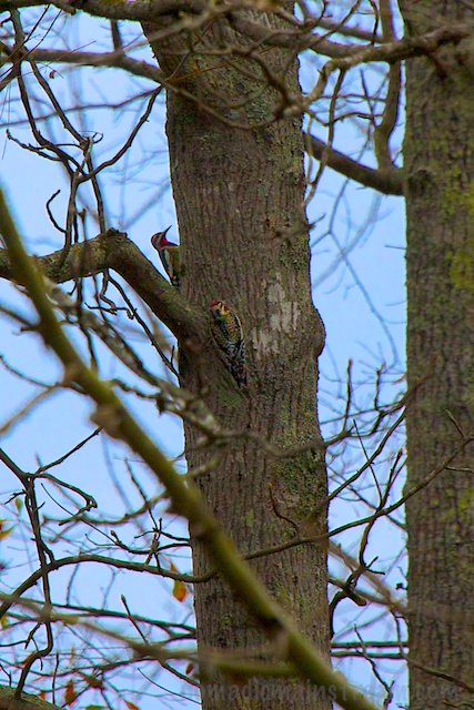 The only thing better than a Yellow-bellied Sapsucker is two of them.