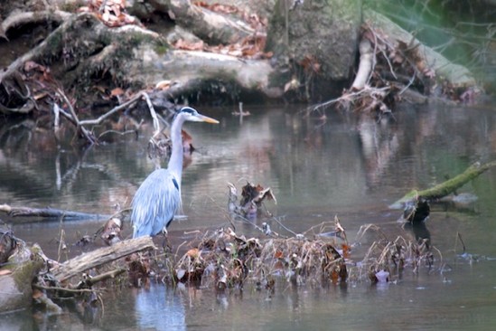 This was a somewhat rare sighting at Audubon Acres--I have a much easier time shooting them at Renaissance.