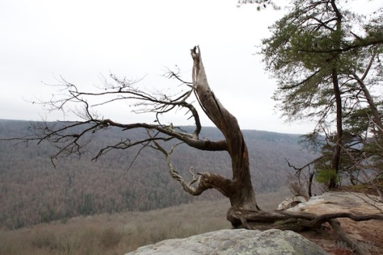 This tree seems to have given up the ghost, but it still clings cliffside