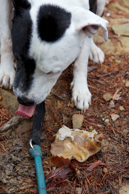 Tisen enjoys a tasty treat at the top of Stone Door
