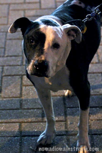 Tisen kept giving me "when are we leaving" look