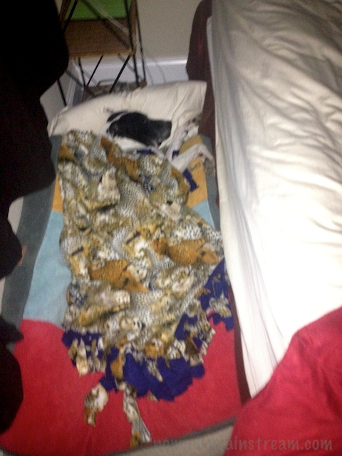 Tisen has adopted a human style of sleeping.