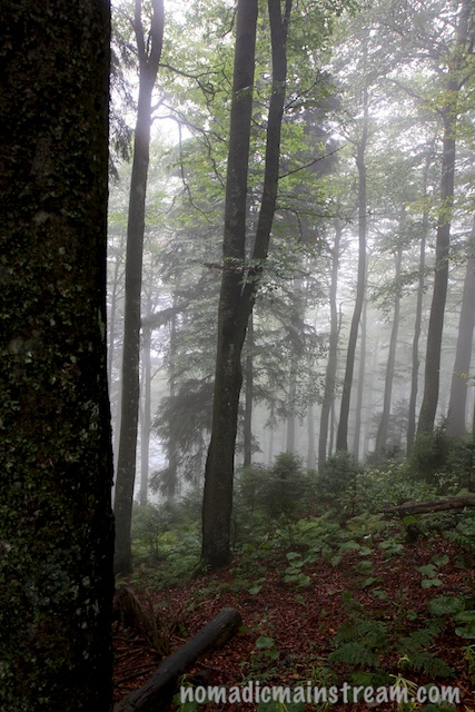 Fog filters through the trees in the Black Forest in Germany. 
