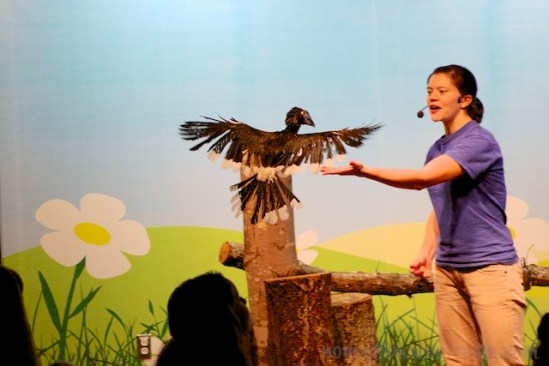 The Trumpeter Hornbill returns to its handler after flying across the room