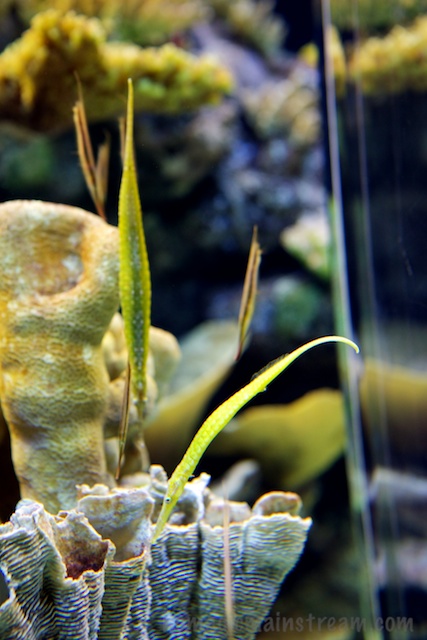 I don't remember if these are pipe fish or not, but they were easy to walk by without noticing