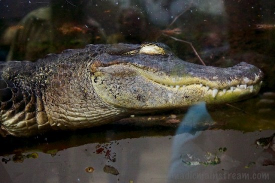 Even sleeping the alligator looks menacing