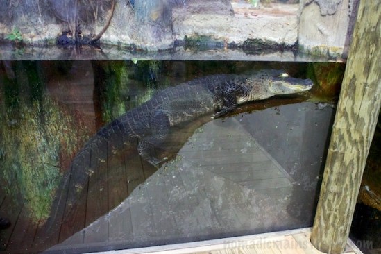 I think this might be as close to cuddling as alligators get