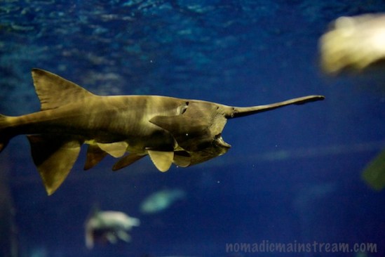 This guy's cheeks puff out as he takes in water while swimming with a wide open mouth