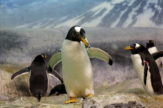 This guy thought long and hard before deciding to get closer to the waters edge