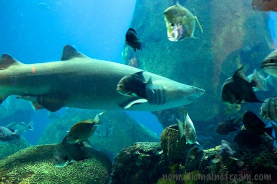 Menacing yet living peacefully with so many fish