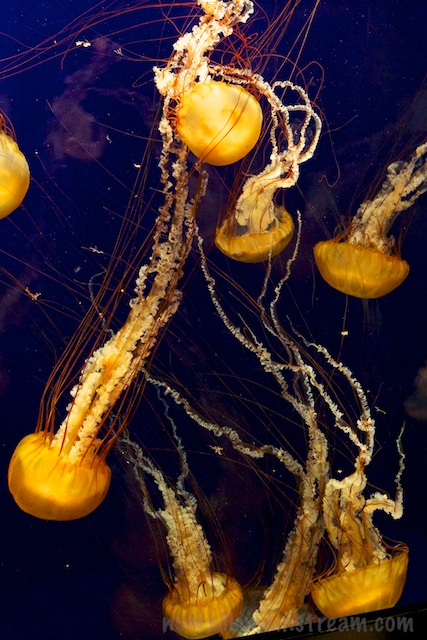 They always look upside down to me--I was tempted to rotate this photo