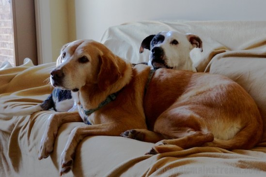 Tisen and Twiggy decide to raise their heads long enough for a photo op