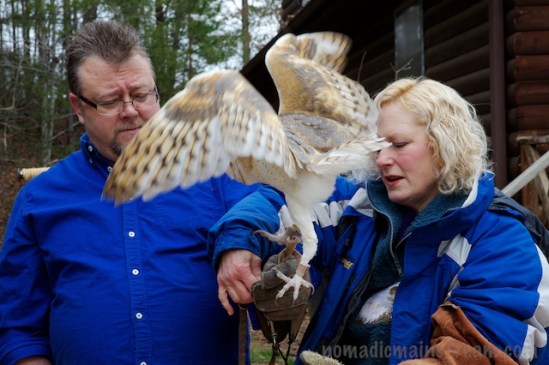 Theo like to flap a lot--he's one of the human-imprints that can still fly