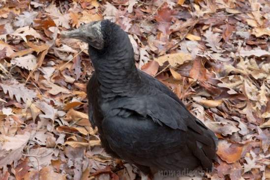 Not a great shot, but Cayce is usually the star of the show, playing with the visitors and flying for them