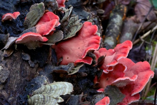 Layers of mixed fungi make a fascinating display on a rotting log