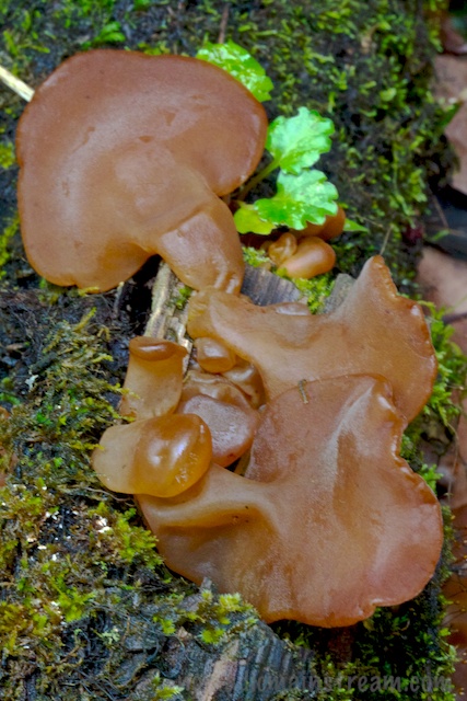 Wood ears may not quite qualify in our traditional definition of "bloom," but they sure are interesting