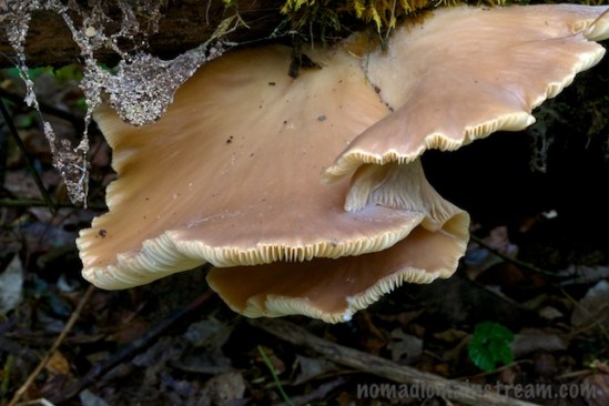 Don't know this one's name, but I like it--and the dew covered spider web