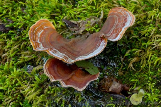 Shelf-forming fungus against a bed of moss