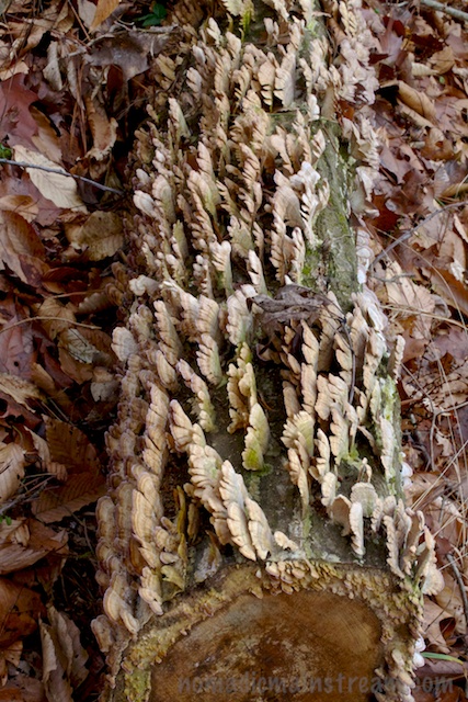Log covered in Turkey's Tail