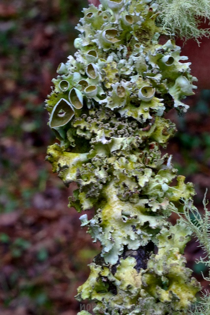 While technical Lichen doesn't "bloom," it sure looks like it does