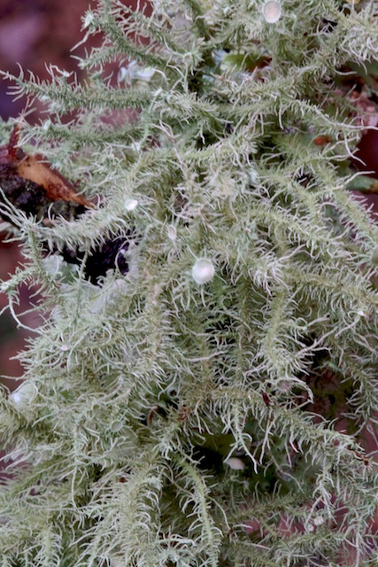 Fern-like Lichen producing another structure that looks like blooms