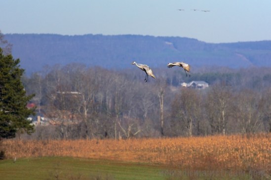 "Naw--not yet.  Let's fly another circle."