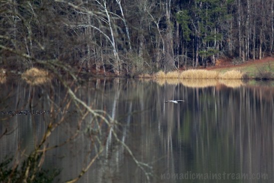 Lost in the reflections from the trees