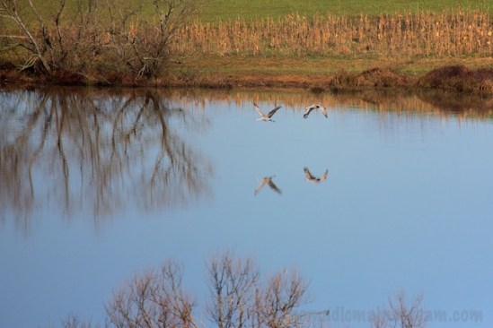 Reflected cranes at Hiwasee Refuge