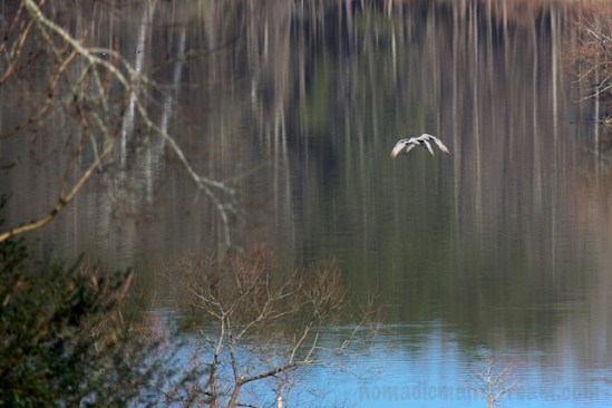 Synchronized flapping