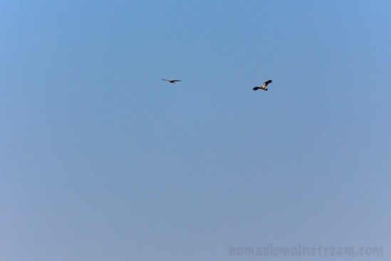 Circling Eagle and Hawk