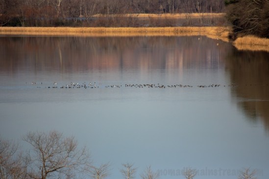 Migrating ducks stopping over to recover before continuing South