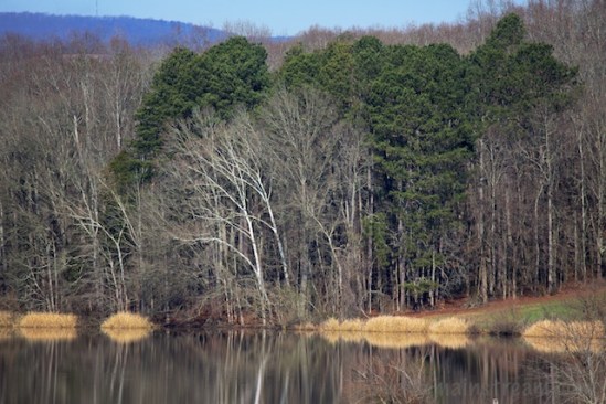 There's a Golden Eagle perched in the Sycamore, but it was only visible through a scope