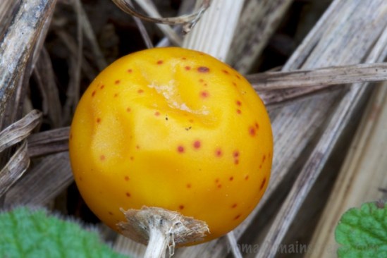 Berry starting to get a few sunken spots