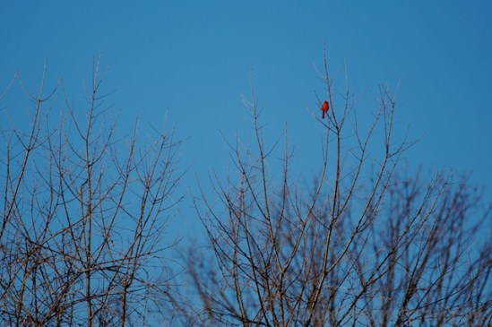 A male cardinal looks remarkable brilliant--he seems to be ready for spring
