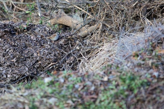 A white-throated sparrow picks through a pile of leaves