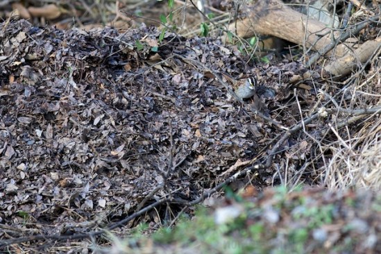 In lieu of a shot of the swamp sparrow, here is another shot of the white-throated sparrow