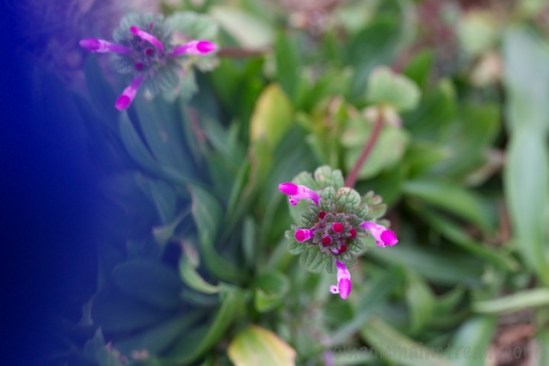 Holding Tisen's toy while shooting downward resulted in a blue blur in the frame