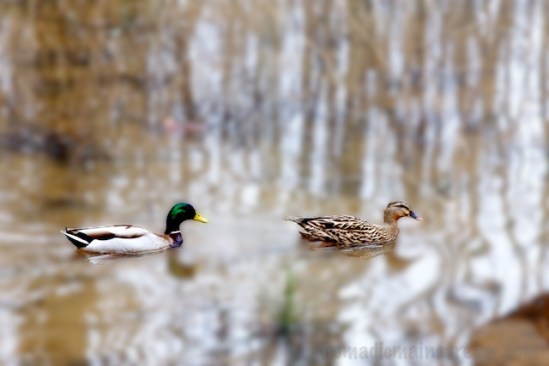Playing with the "blur" brush, I applied it to the whole photo and then erased the blur where the ducks were.  I'm not really a fan of this look.