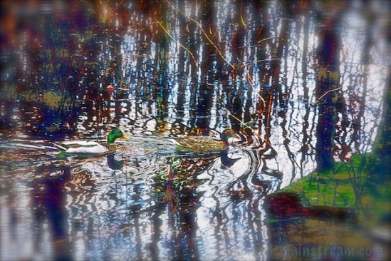 This was created mostly with the curves feature--but the colors just seem to compete with the ducks