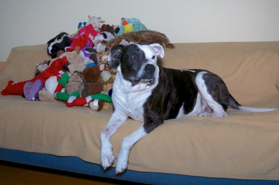 Tisen isn't quite sure what he's supposed to do with the huge pile of toys on the sofa