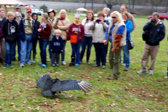 Sometimes Cayce prefers to hop from glove to ground, run, and then hop up to the next glove--it's pretty funny the way she hops