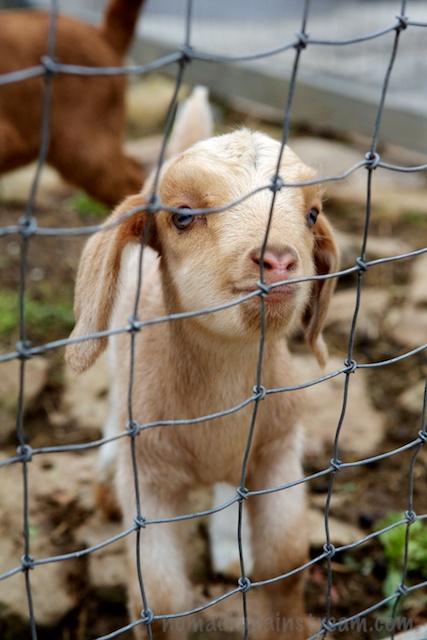 Seriously--is there anything cuter?