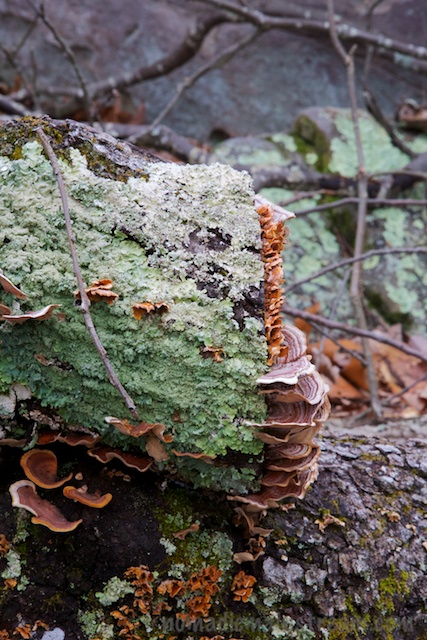 Even the mushrooms look like they are winterized