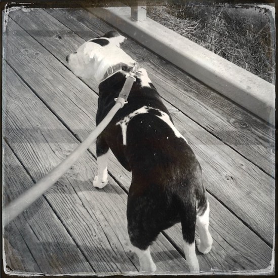 Tisen ready to go sniff elsewhere