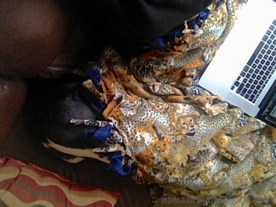 Uh, honey? Have you seen the dog?